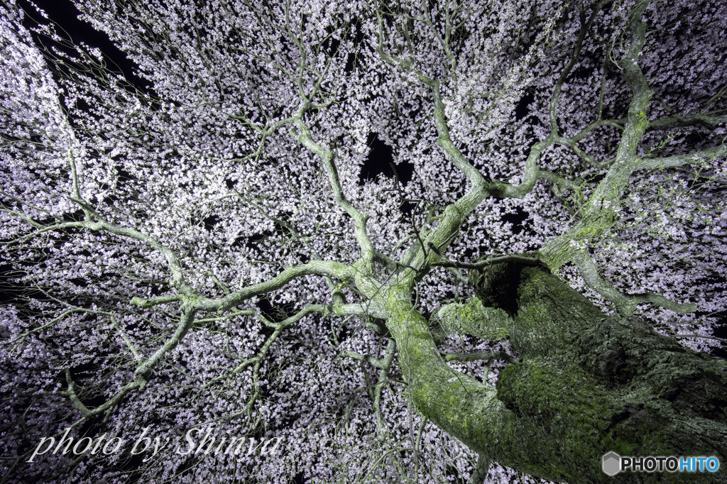 蓮照寺のしだれ桜④