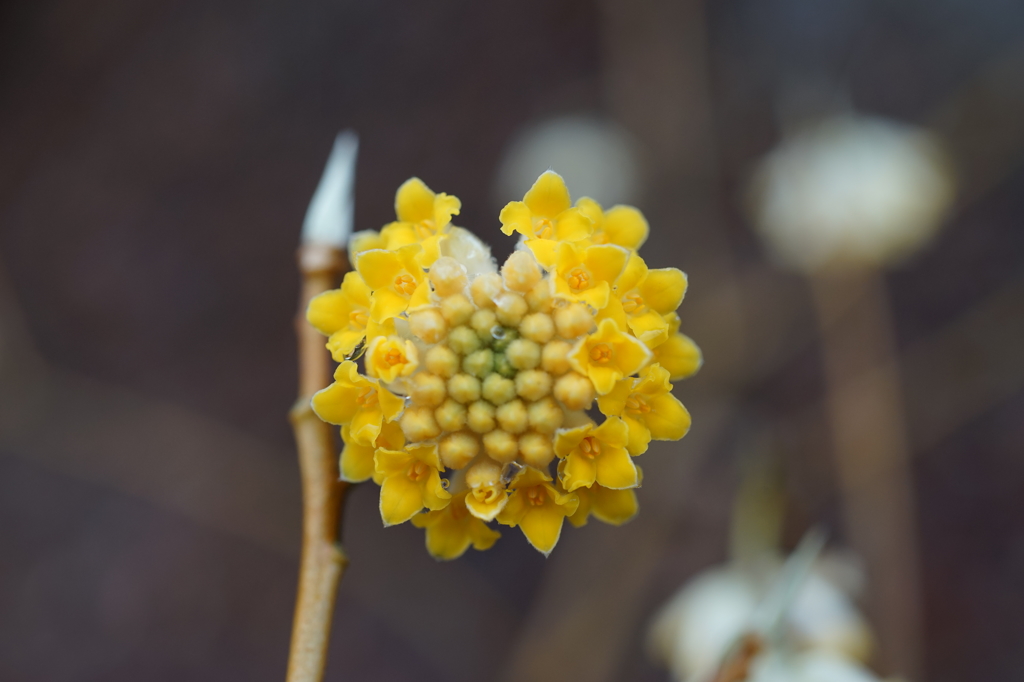 ミツマタの花