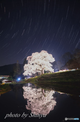 要害桜2016ライトアップ②
