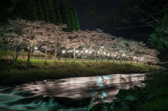 川沿いの桜並木　ライトアップ