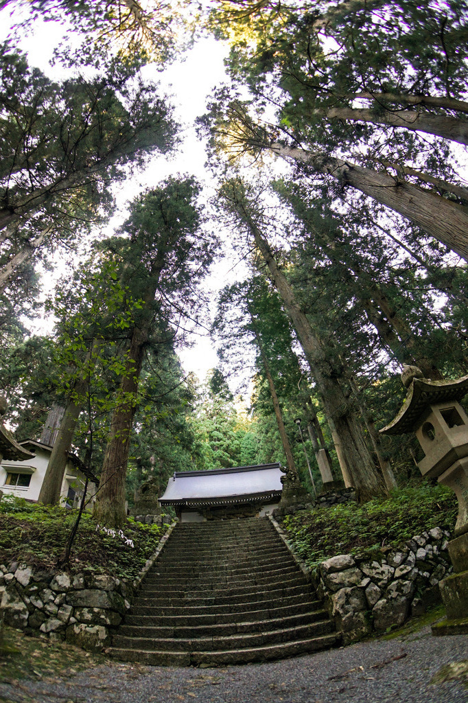 熊野神社の巨木群