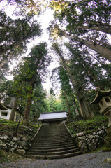 熊野神社の巨木群