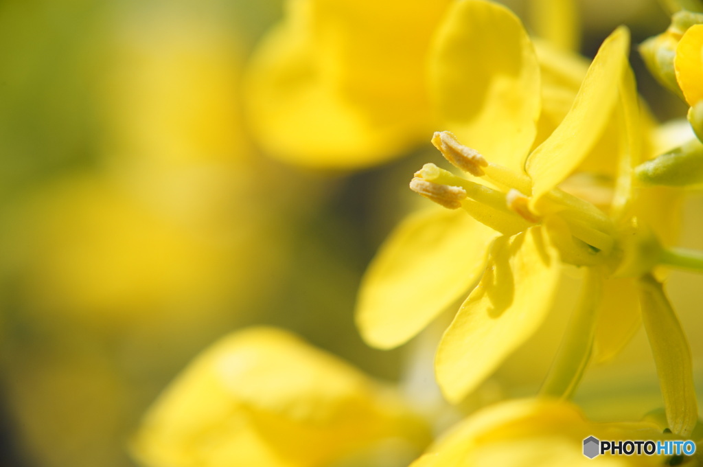 菜の花クローズアップ
