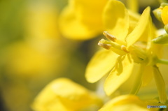 菜の花クローズアップ