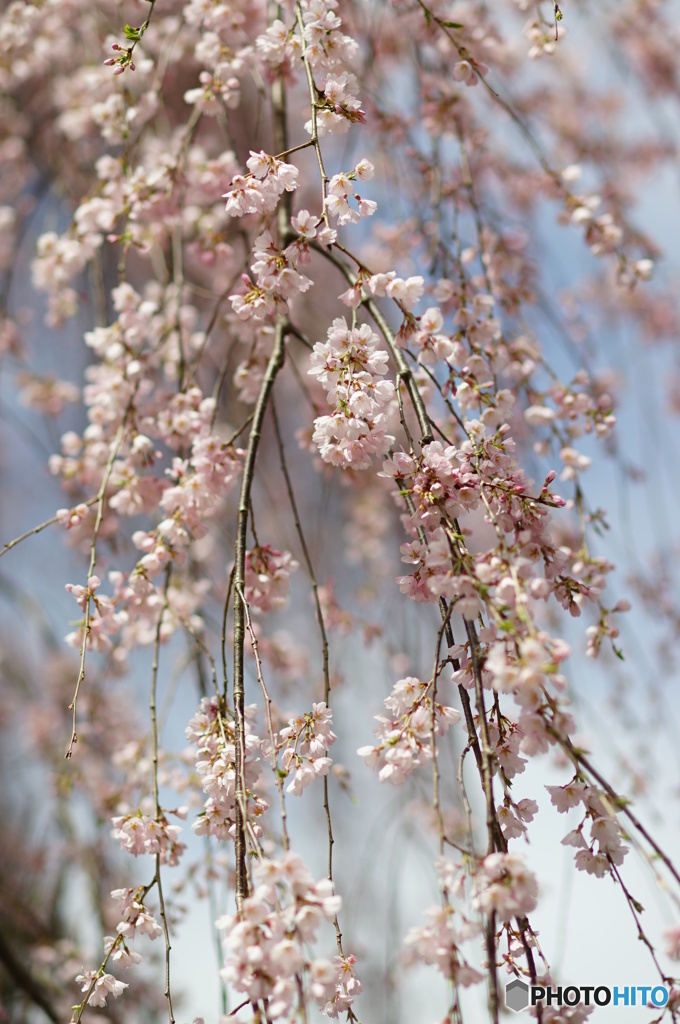 蓮照寺のしだれ桜①