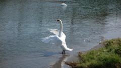 白鳥の羽ばたき