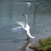 白鳥の羽ばたき