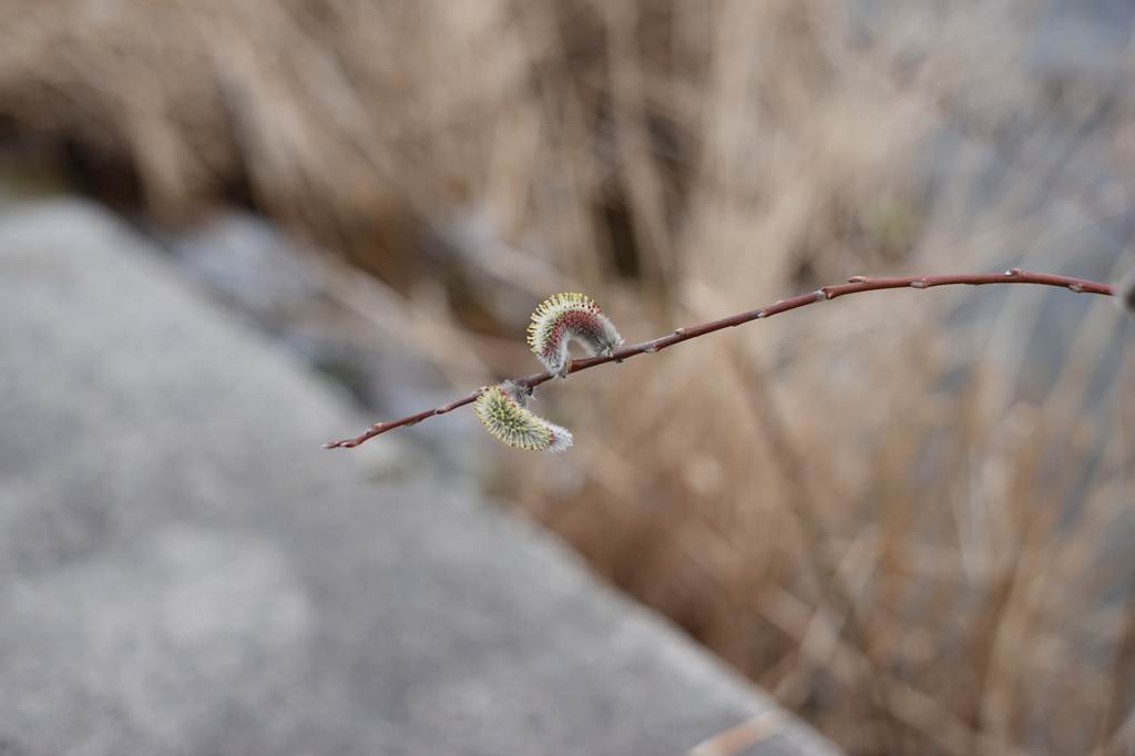 ネコヤナギの花