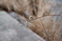 ネコヤナギの花