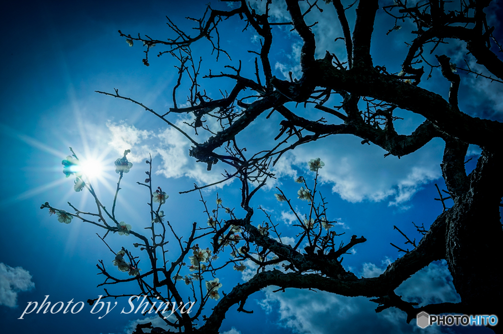 梅と青空