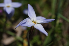 小さな紫の花