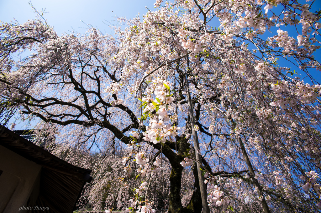 蓮照寺のシダレザクラ 2015 ④
