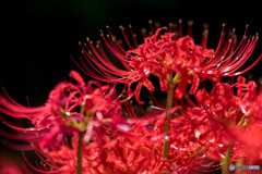 曼珠沙華