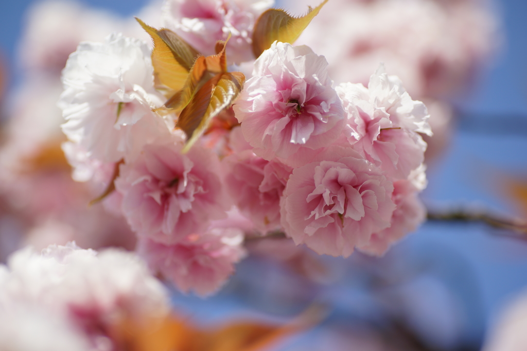 八重桜