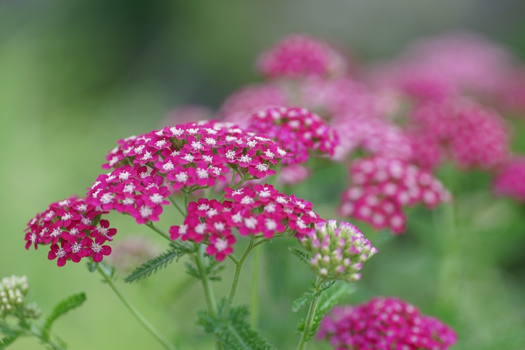 野山の花