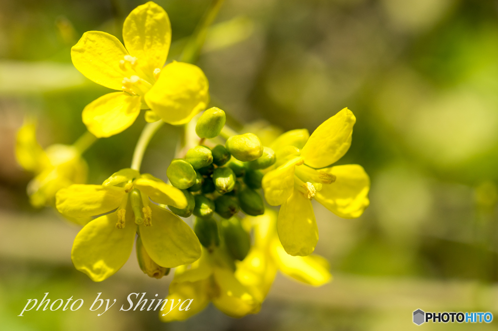菜の花