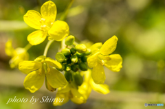 菜の花