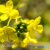 菜の花