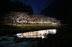 川沿いの桜並木（夜景）