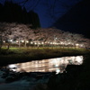 川沿いの桜並木（夜景）