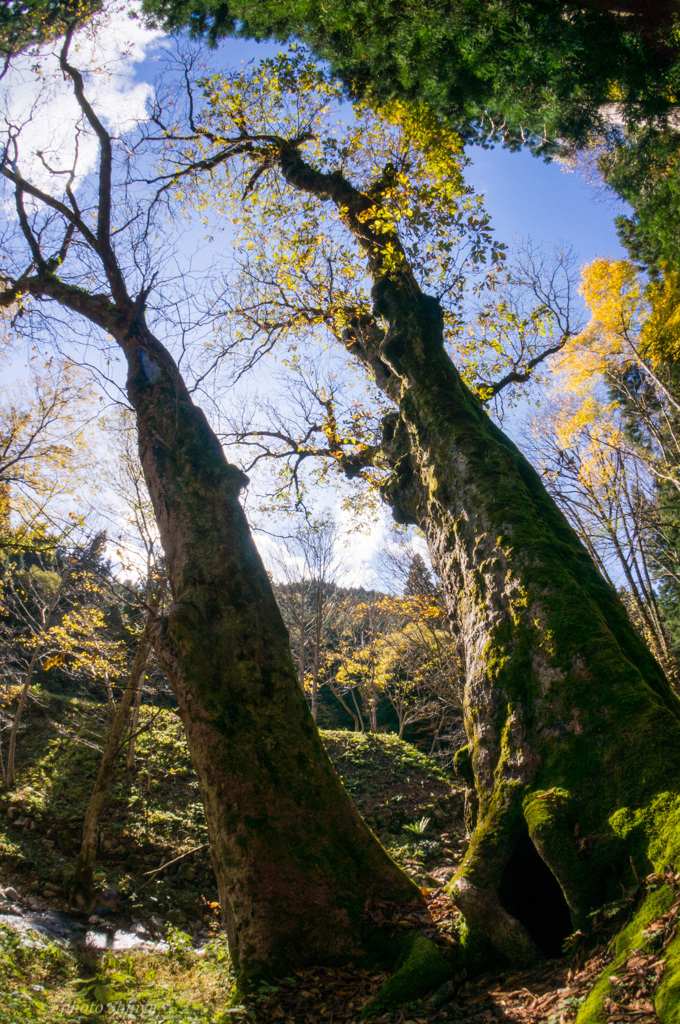 熊野の大トチ ﾌｨｯｼｭｱｲ