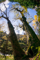 熊野の大トチ ﾌｨｯｼｭｱｲ