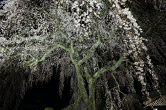 蓮照寺のシダレザクラ（夜景）