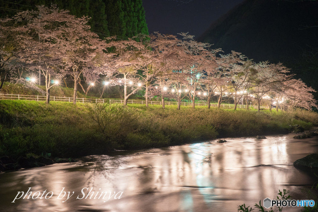 川沿いの桜並木 ライトアップ