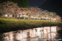 川沿いの桜並木 ライトアップ