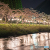 川沿いの桜並木 ライトアップ