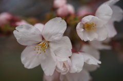 ついに桜が咲きました！