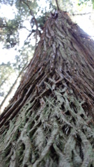 巨木の樹皮