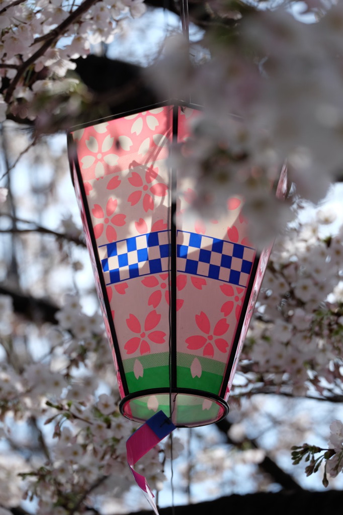 大岡川桜祭