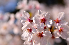 桜花2