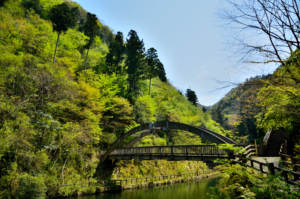 橋と緑