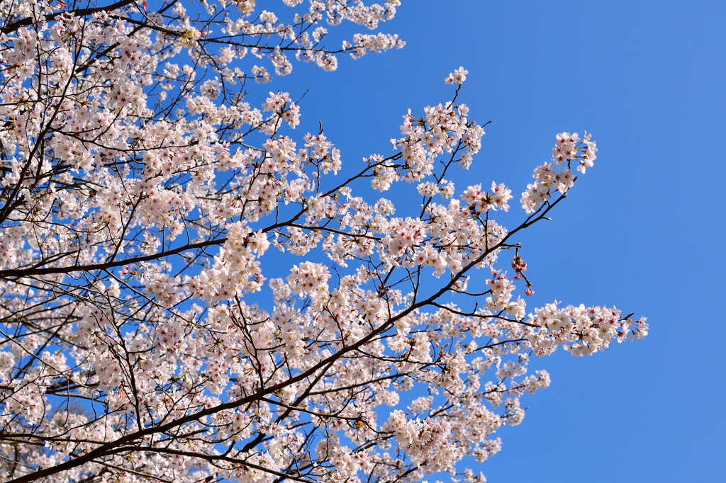 桜花