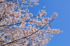 桜花