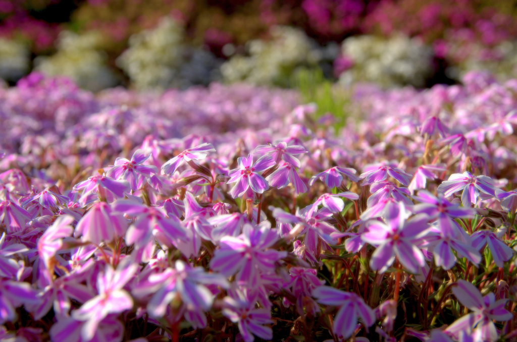 芝桜2