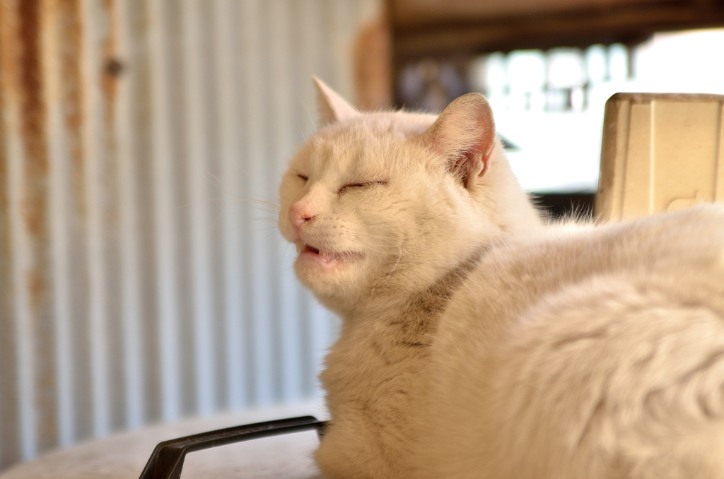あくびをする猫