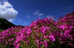 芝桜1