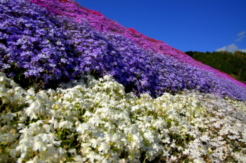 大道理芝桜