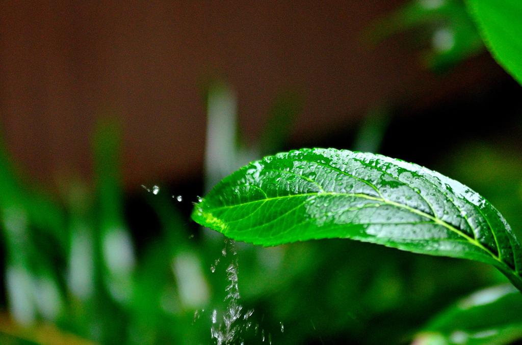 雨の音