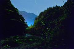 雙津峡の蛍