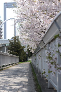 桜の出口
