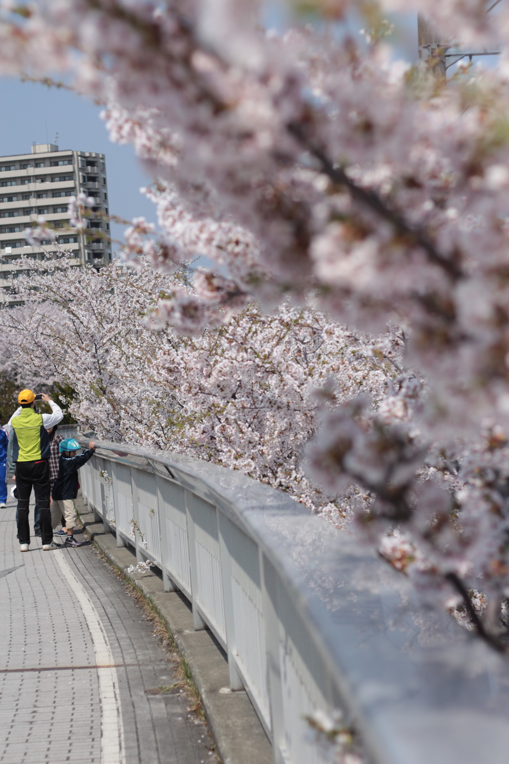 桜と親子