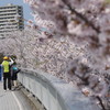 桜と親子