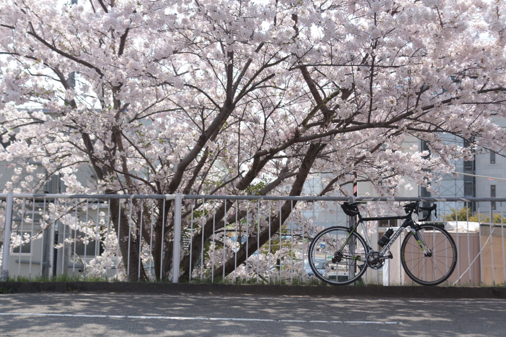 最強のお供と花見