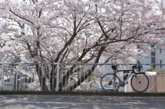 最強のお供と花見