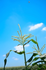 Maize field