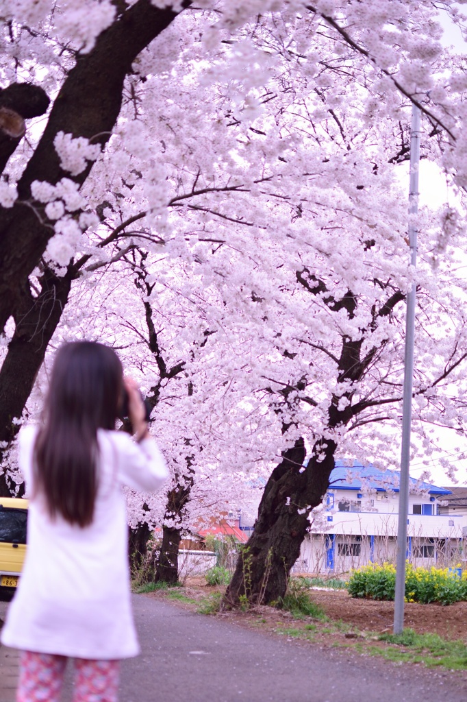 Sakura